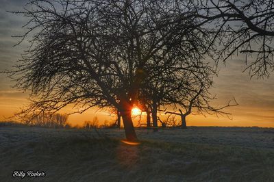 Silhouette tree on field against sky during sunset