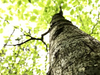 Low angle view of tree