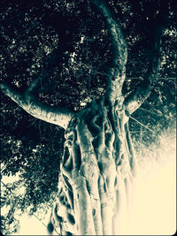 Close-up of tree trunk during winter