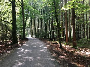 Empty road passing through forest