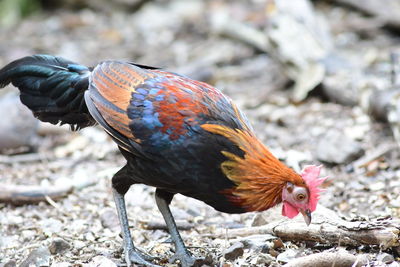 Close-up of rooster