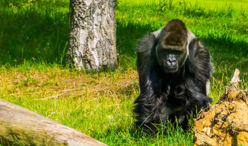 Monkey sitting on tree trunk