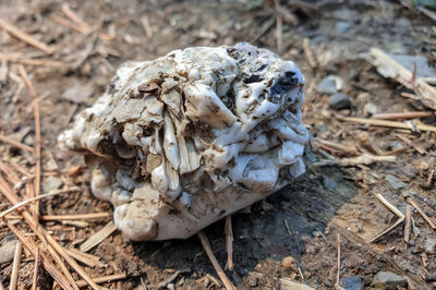 High angle view of dried mushroom on field