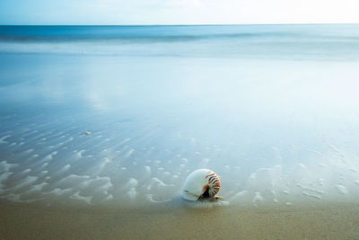 Seashell at shore