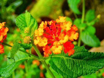 Close-up of fresh orange flowers blooming on plant