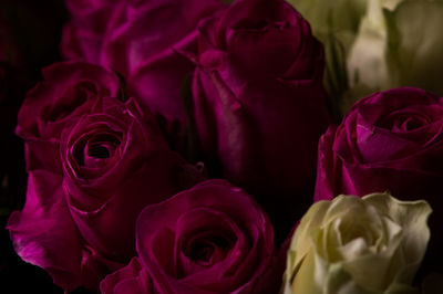 Close-up of rose bouquet