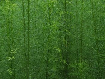 Full frame shot of bamboo trees in forest