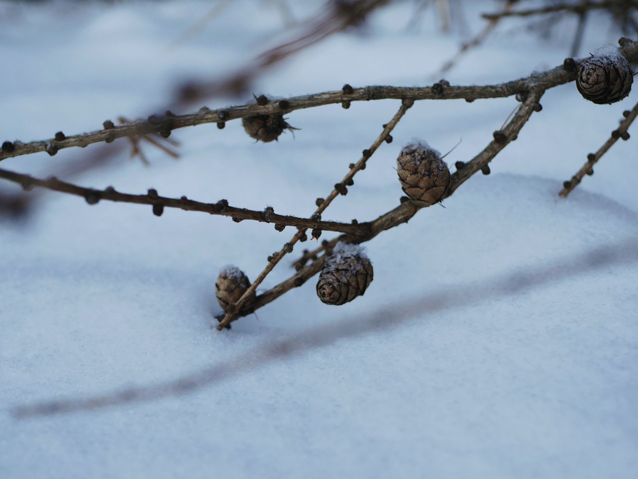 cold temperature, winter, nature, outdoors, twig, snow, no people, day, close-up, frozen, branch, beauty in nature, tree, sky