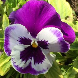 Close-up of purple flowers