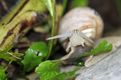 Vineyard snail foraging in the organic garden