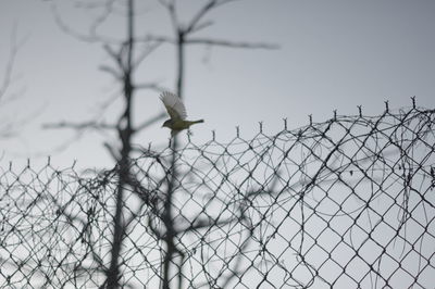 Low angle view of chainlink fence against clear sky