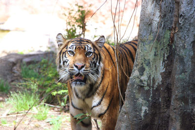 Portrait of tiger in zoo