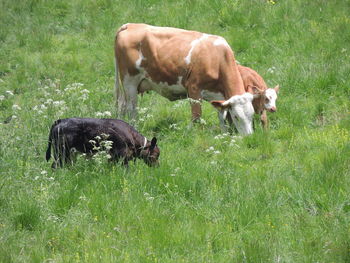 Cows in a field