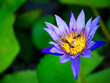 Close-up of insect on purple flower