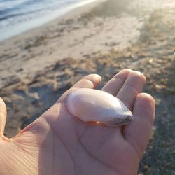 Close-up of hand holding shell