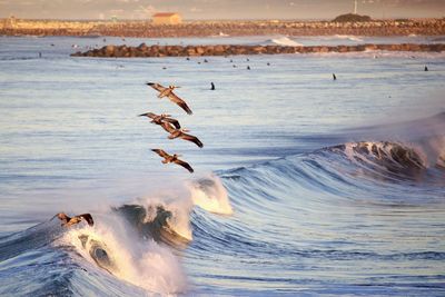 Pelicans flying over waves in sea during sunset