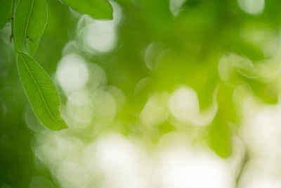 Close-up of green leaves