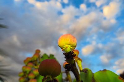 Low angle view of fruit against sky