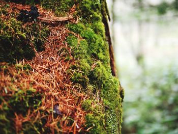 Close-up of plants growing on field