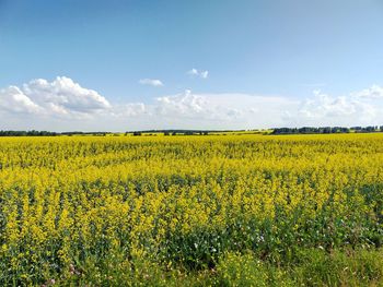 Landscape of siberia. yellow summer.