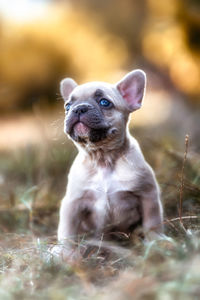 Portrait of dog looking away on field