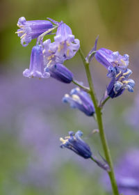 Close-up of purple flowers on plant