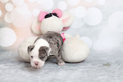 Close-up of dog with stuffed toy