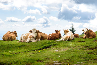 Horses in a field