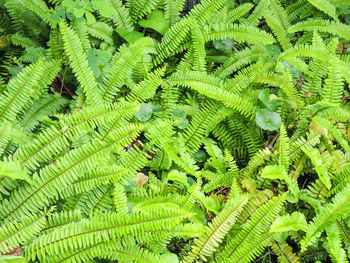 Full frame shot of fern