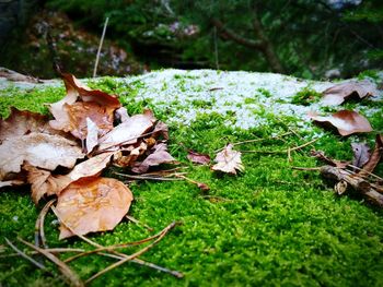 Close-up of plant growing in forest