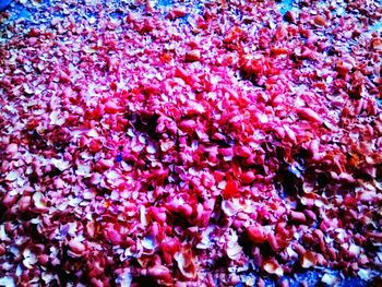 Full frame shot of pink flowering plant