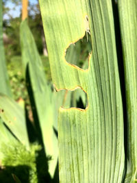 Close-up of succulent plant