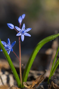 Close-up of purple flowering plant