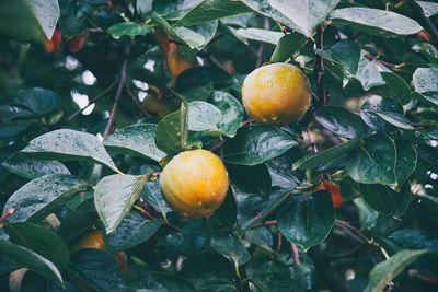 Close-up of orange fruit growing on tree