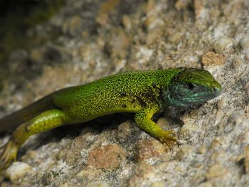 Close-up of green lizard on rock