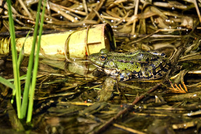 Close-up of frog on plants