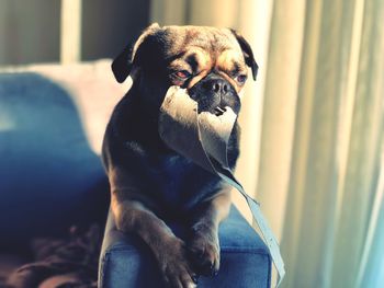 Portrait of dog sitting at home