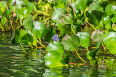 Close-up of water lily in lake