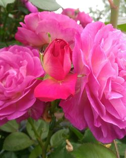 Close-up of pink roses