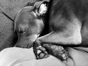 Close-up of dog sleeping