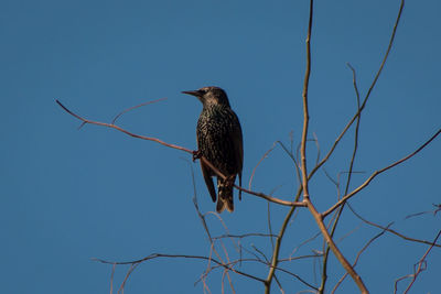 Low angle view of bird perching on branch against blue sky