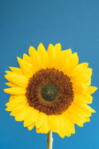 Close-up of sunflower against blue sky