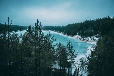 Panoramic view of pine trees in forest against sky