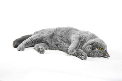 View of a cat resting on white background