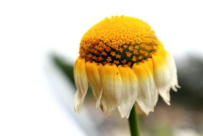 Close-up of yellow flower against white background