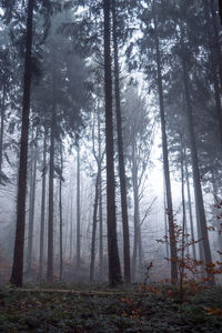 Pine trees in forest during winter