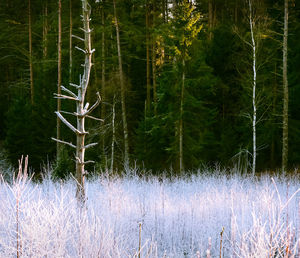 Plants growing in forest