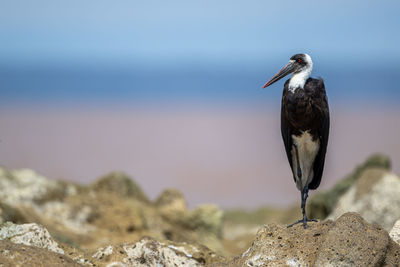 Close-up of bird perching on rock