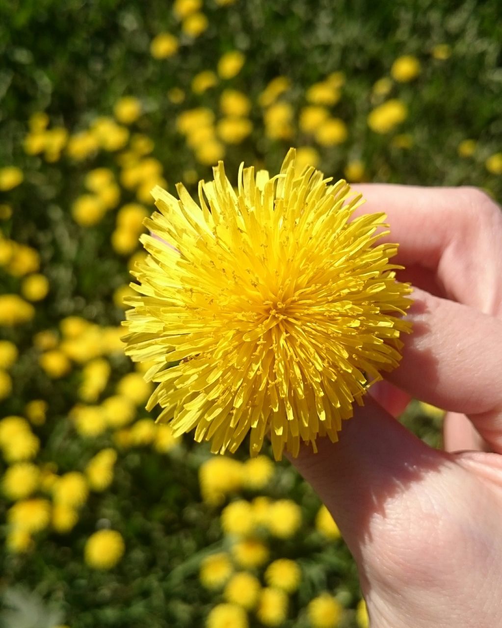 person, flower, part of, freshness, holding, cropped, fragility, human finger, close-up, unrecognizable person, flower head, personal perspective, yellow, single flower, petal, focus on foreground, growth