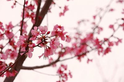 Close-up of pink flowers on branch